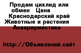 Продам цихлид или обмен › Цена ­ 250 - Краснодарский край Животные и растения » Аквариумистика   